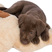 Trixie Knuffel Hondbenny Pluche Beige / Bruin 75 Cm